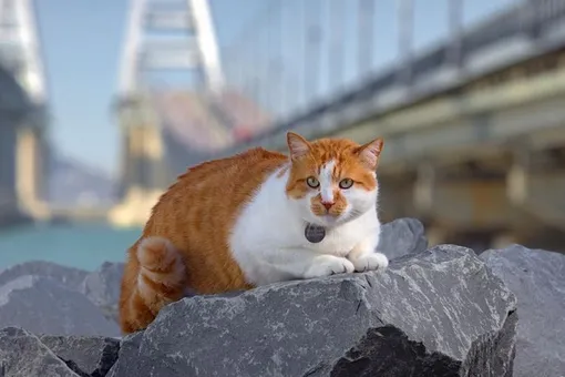 «Оставляю чайку Валеру за главного»: кот-талисман Крымского моста меняет место работы