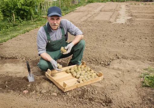 Метод посадки картофеля Михайлова позволяет вырастить мощнейшие кусты
