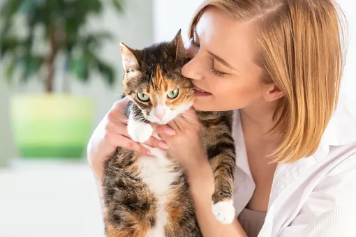 почему кошкам не нравится когда их обнимают