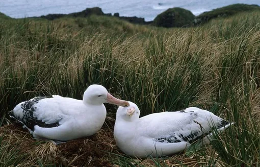 гнездо альбатросов