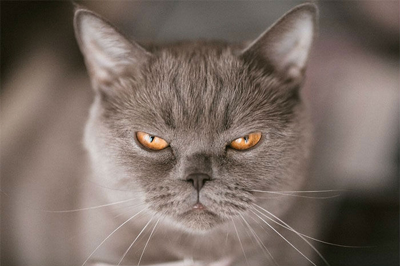 Недовольная кошка