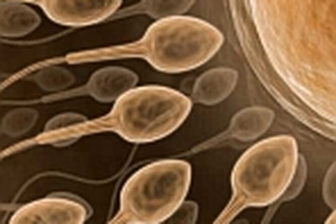 Качество спермы — показатель здоровья