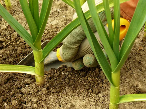 Правила выращивания озимого чеснока