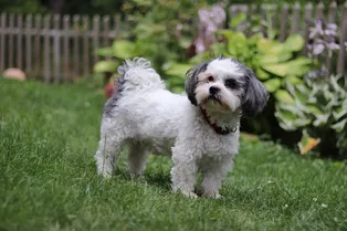 Как отучить собаку мочиться на газон