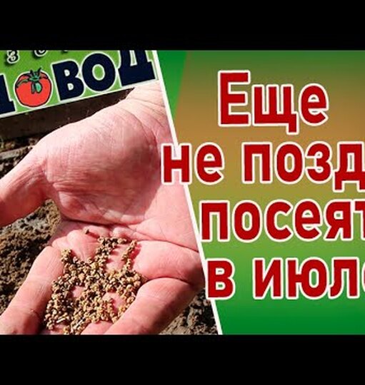 Не упустите шанс! 11 овощей и&nbsp;трав, которые нужно обязательно посеять в&nbsp;июле