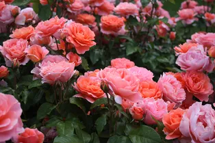 Как сохранить кусты роз пышными: 3 простых секрета, чтобы получить больше цветов