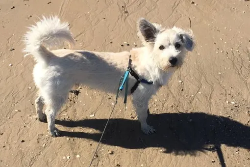 Прохожий спас жизнь собаке, сделав ей искусственное дыхание на пляже