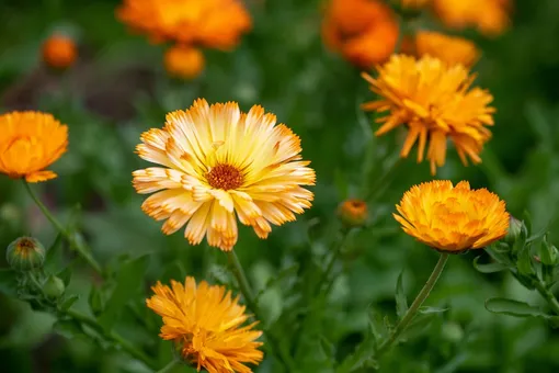 Цветы Календулы — из тех, что можно сеять в открытый грунт