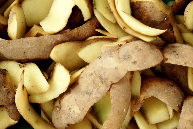 Картофельные очистки как удобрение: способы применения в саду и огороде