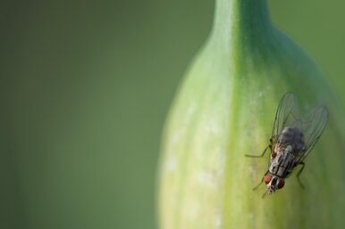 Луковая муха: все способы борьбы