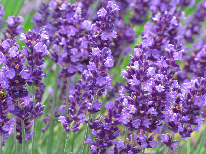 Lavender