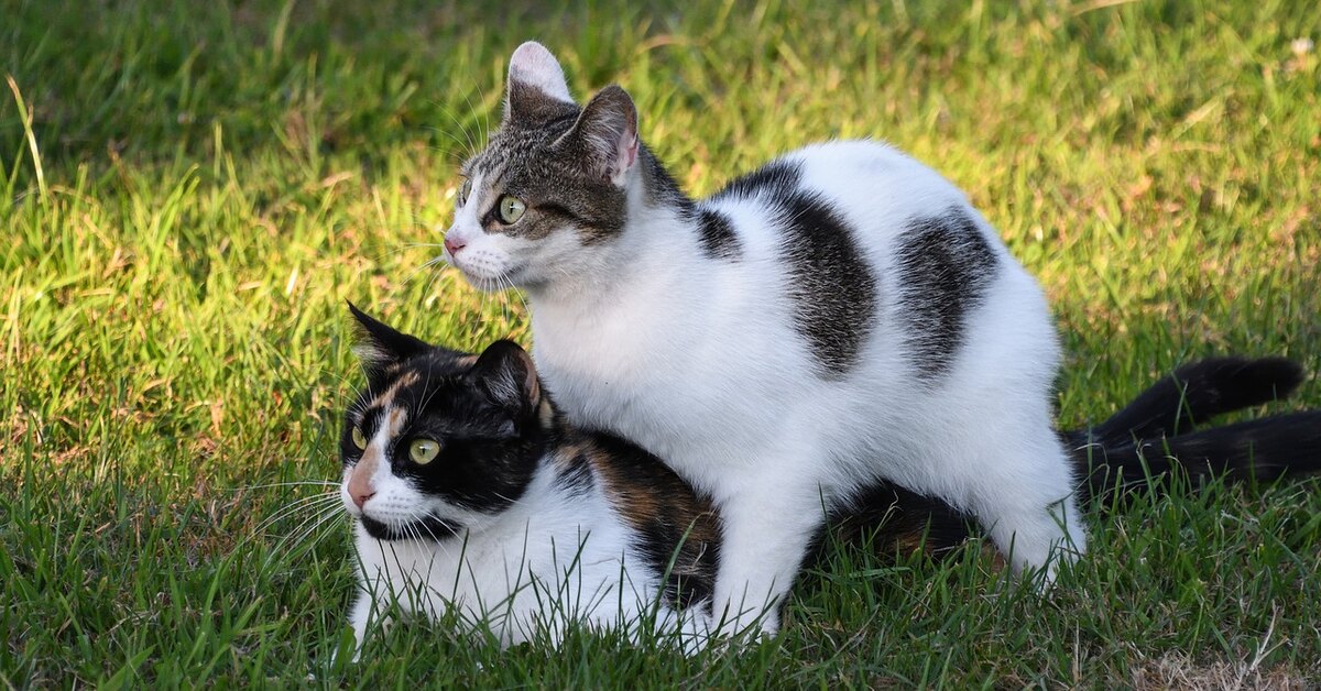 Исследование возможных случаев, когда кастрированный кот может иметь потомство, несмотря на потерю способности к размножению.
