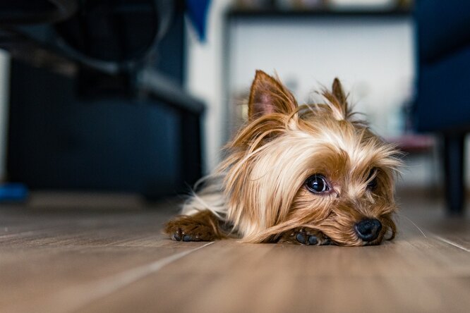 10 пород собак, которые не пахнут псиной и подойдут аллергикам: фото,  описание
