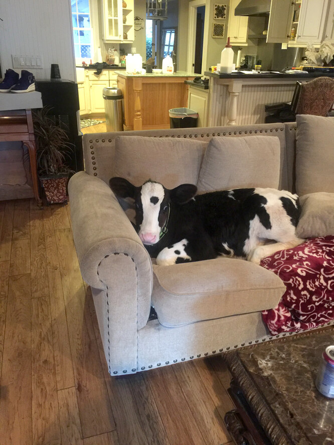 Спит на диване, виляет хвостом: бычок, выращенный собаками, считает себя щенком