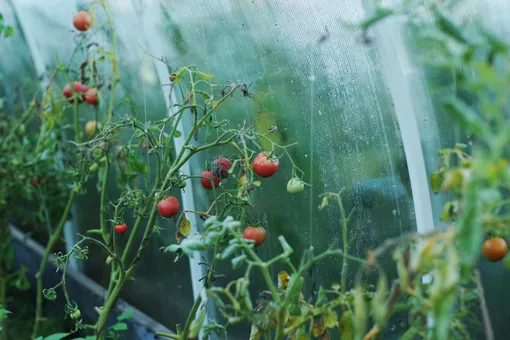 Туман — недооценённая опасность для помидоров: средства защиты и способы профилактики