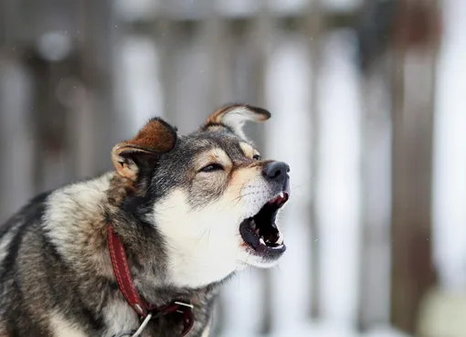 Почему собаки предсказывают землетрясение: фото