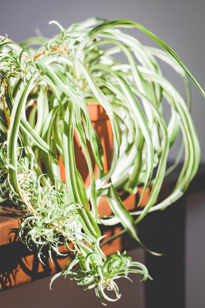 Chlorophytum