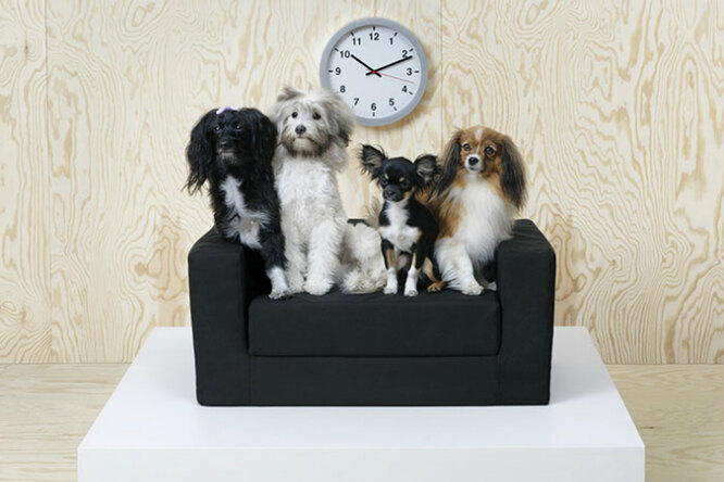 IKEA начала выпускать мебель для домашних животных