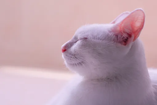 Почему у кошки в ушах «кармашки»: три гипотезы учёных