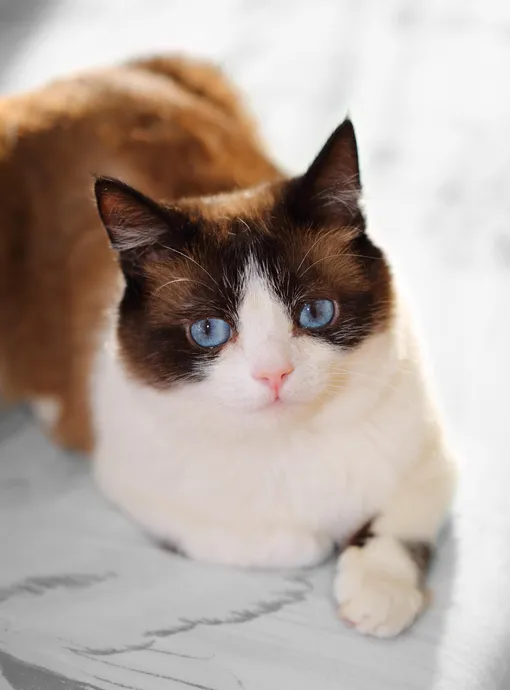 Кошки с голубыми глазами: сноу-шу