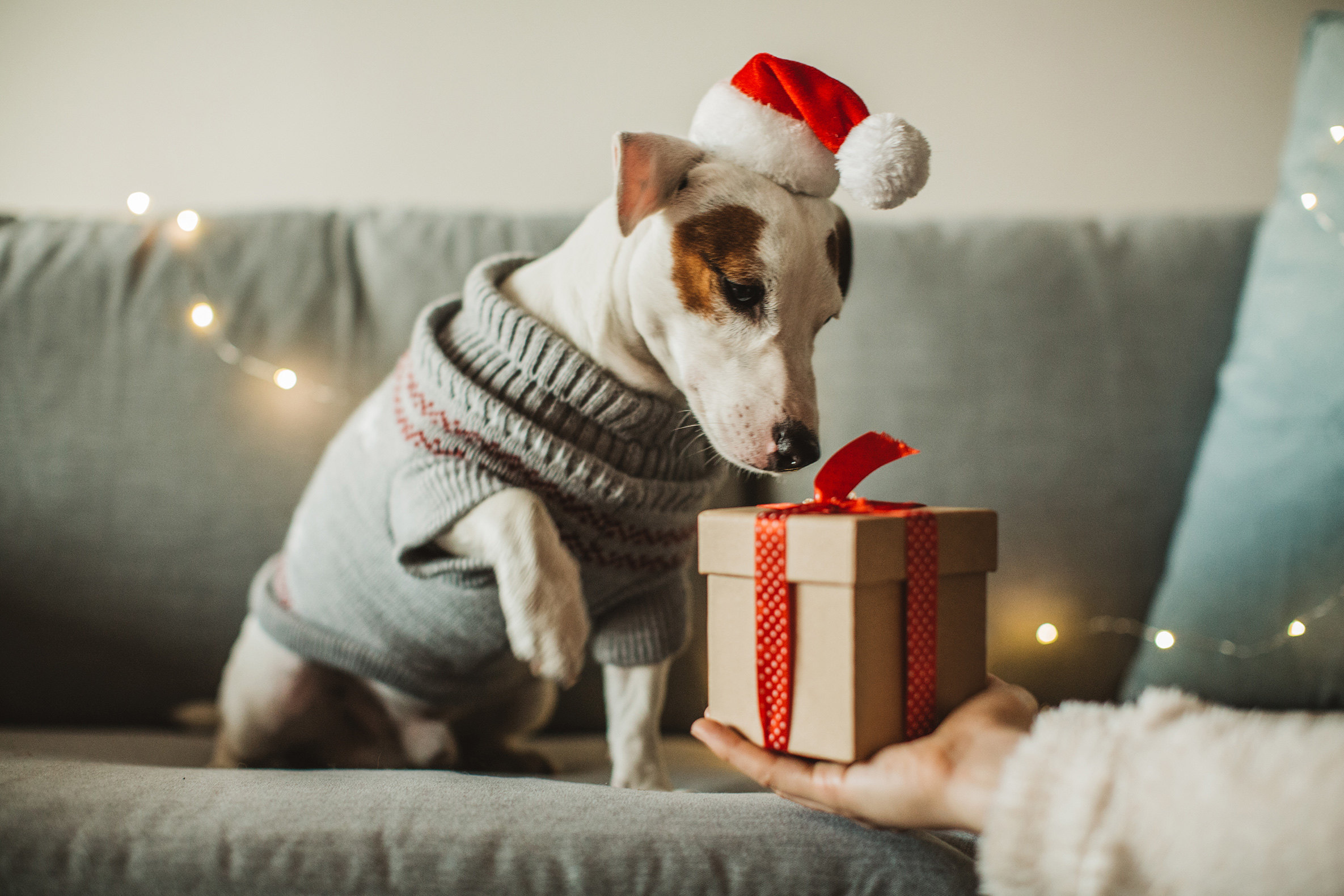 Perros que regalen