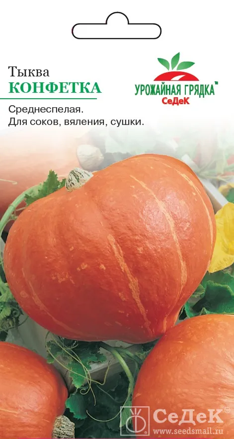 Лучшие сорта тыквы для Подмосковья и Средней полосы России