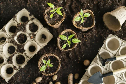 12 главных ошибок выращивания рассады, которые погубят весь ваш урожай