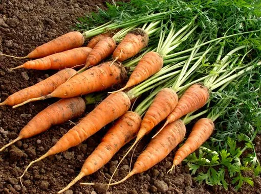 как вырастить ровную и красивую морковь