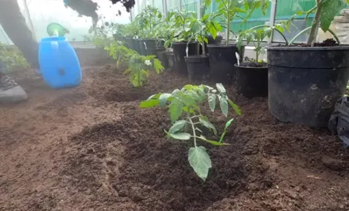 Внесение компоста под растения