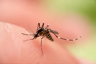 Комары: 9 причин, по которым они укусят именно вас
