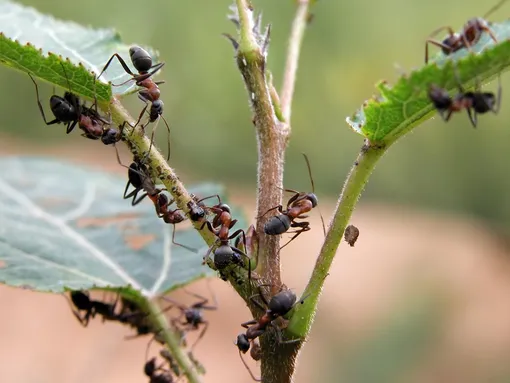Берёзовый дёготь помогает в борьбе с муравьями