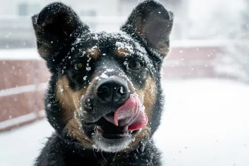 Зимняя сказка! Хозяева построили снежный лабиринт для 20 собак, которых приютили