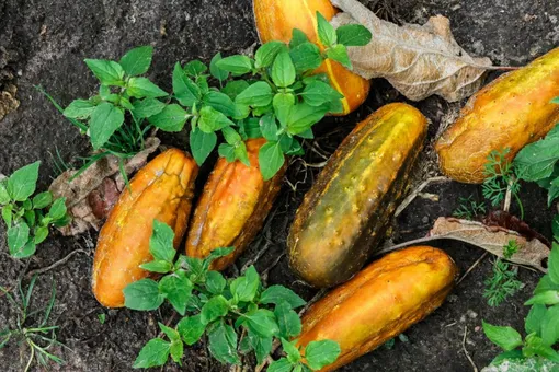 Pin by Nagaveni Gts on Appsarasan Yellow cucumber, Cucumber beetles, Fruit