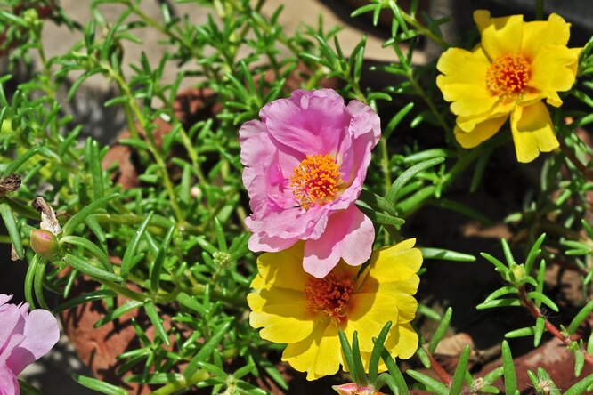 Правила посадки семян