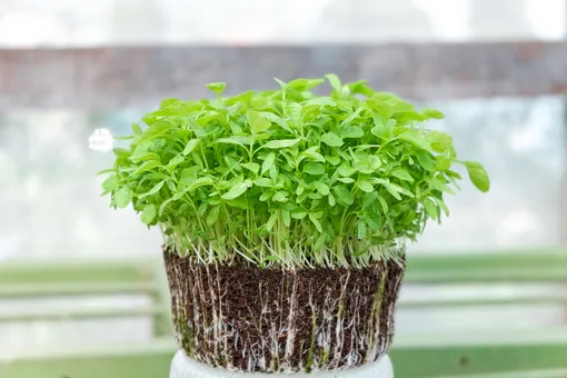 Как вырастить микрозелень на бумаге: пошаговая инструкция