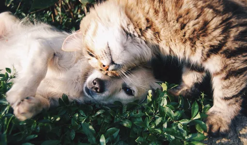 Кошка с собакой постепенно познакомятся и привыкнут к запаху друг друга