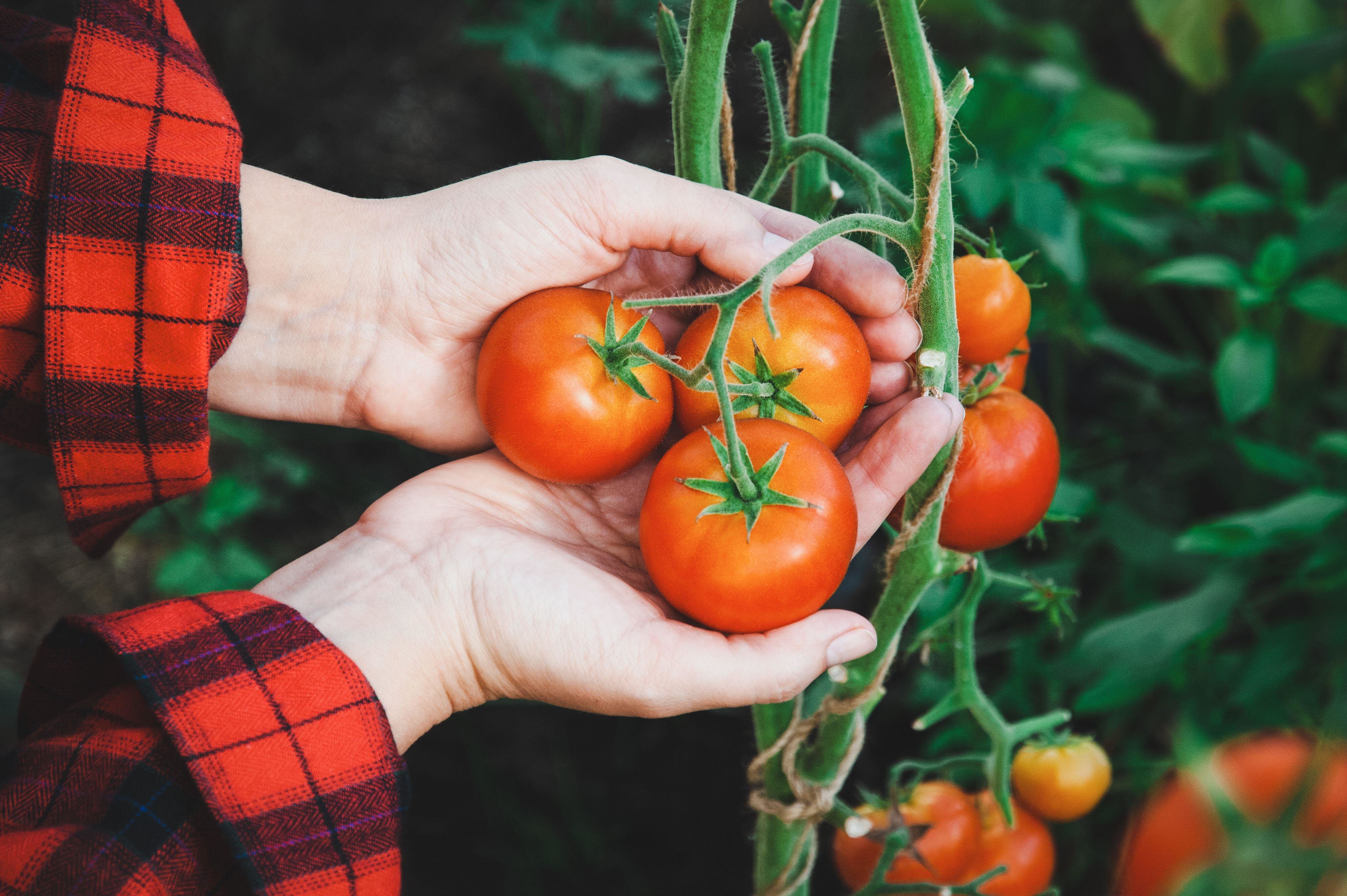 Как ухаживать за томатами в теплице и открытом грунте для хорошего урожая