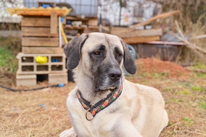 Что делать, если собаку укусил клещ: первая помощь питомцу при укусе клеща