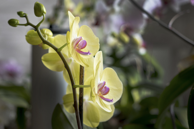 Пятнистые орхидеи фаленопсис