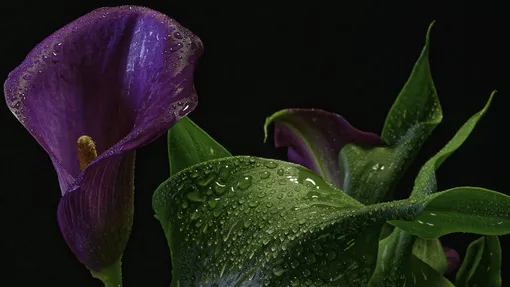 06a194764b91f6602dfe9b18da0fba81_cropped_510x287