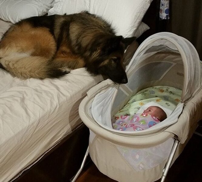 собака и младенец милые фото
