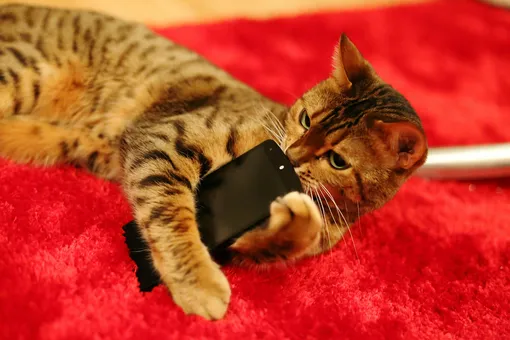 Британка случайно нашла давно пропавшего кота, узнав его «мяу» по телефону