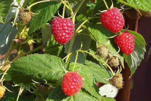 Сладкая ягода или злобный сорняк: как избавиться от поросли малины