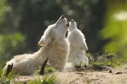 Влюбленные волки в Московском зоопарке растрогали сотрудников
