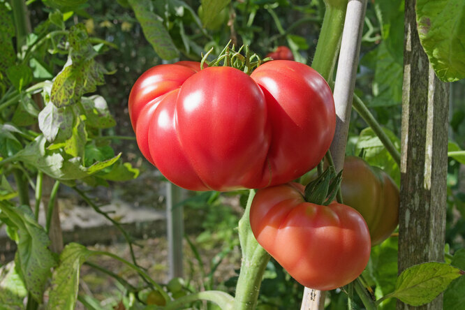Самые крупные томаты: 20 сортов с описанием и вкусовыми характеристиками