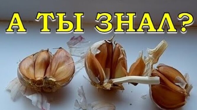 Как правильно убрать чеснок с грядки