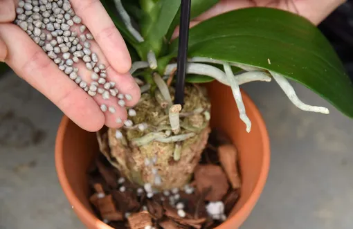 Как удобрять орхидею фаленопсис