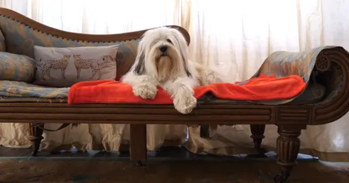 собака на диване