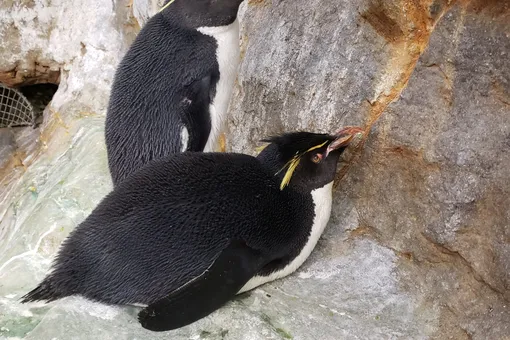 В зоопарке придумали необычный способ помочь пожилому пингвину с артритом