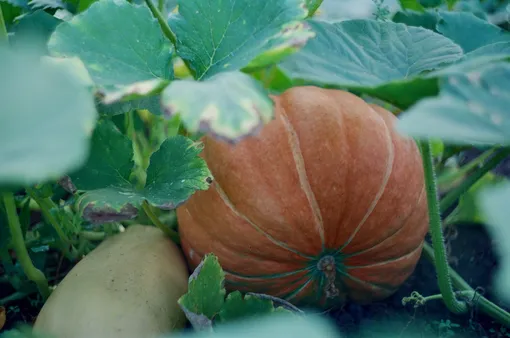 В октябре собирают последний урожай поздних растений вроде тыквы